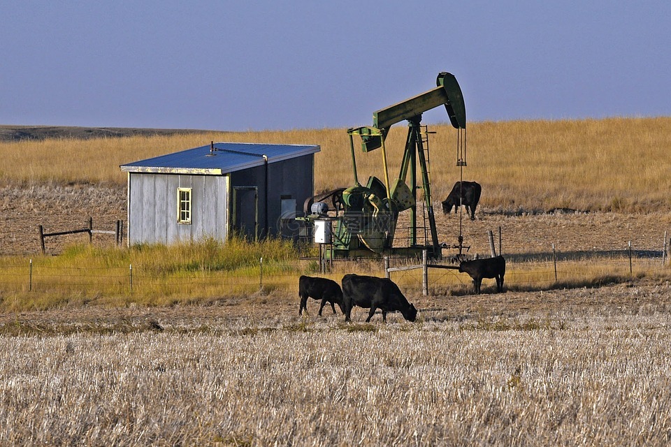 蒙大拿州,石油泵站,奶牛