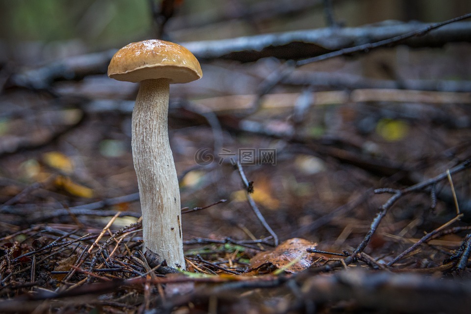白蘑菇,蘑菇,秋季