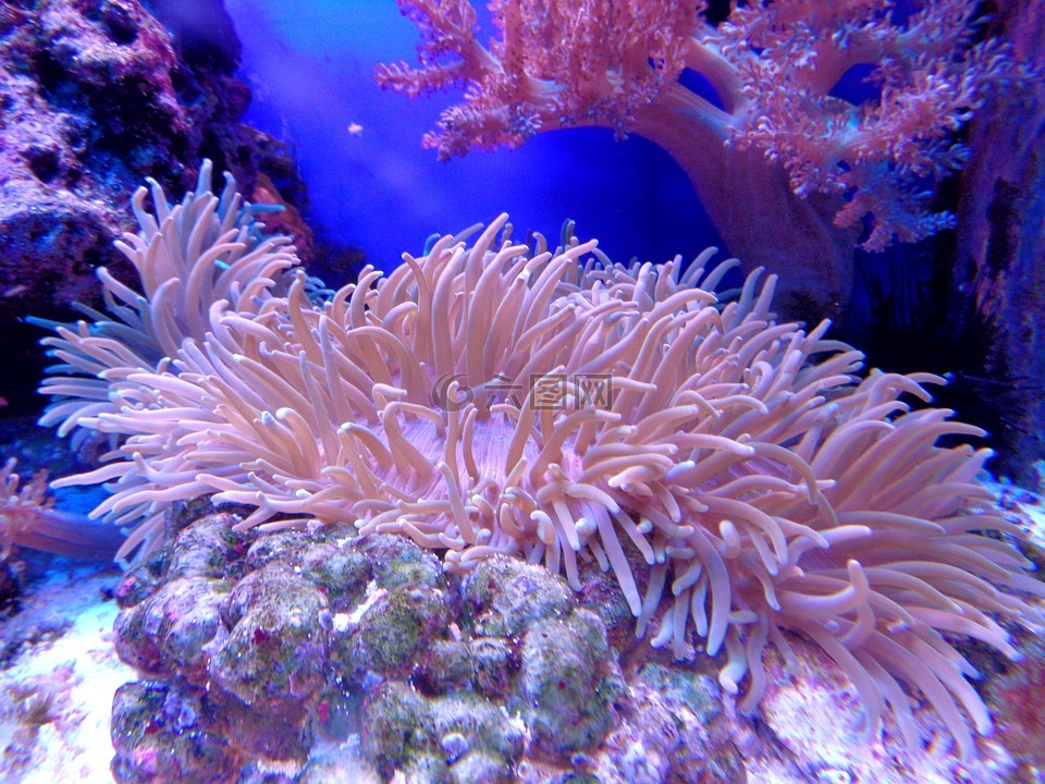 珊瑚,沙洲,水族馆