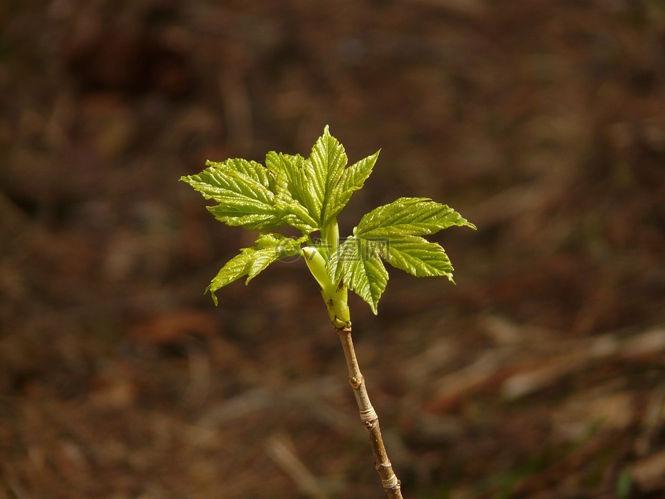 挪威槭树,枫叶,宏碁 platanoides