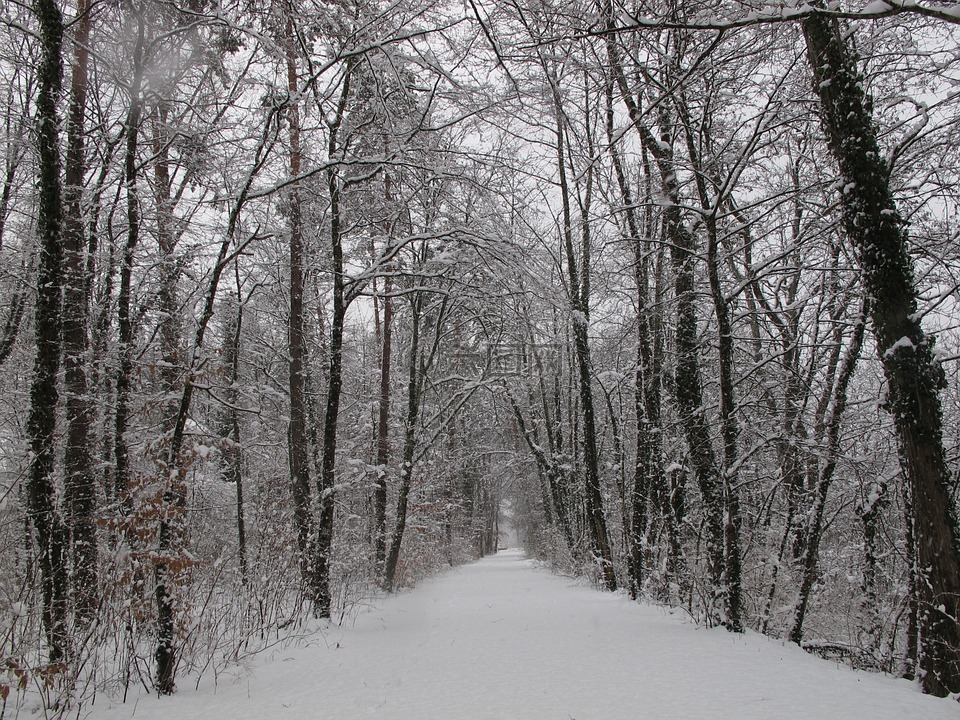 冬季森林,森林,雪