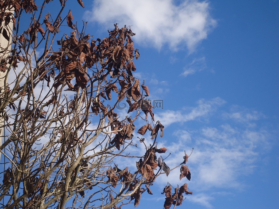 波哥大,干的树叶,索莱达