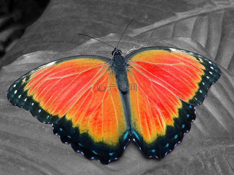 蝴蝶,颜色键