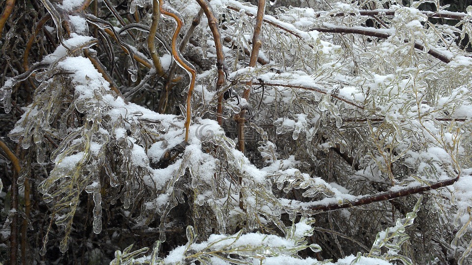 冬天树结冰图片真实的图片