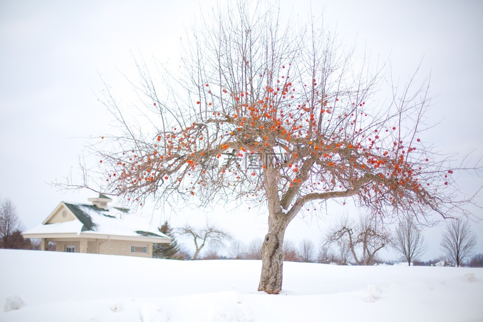 苹果树,冬季苹果树,冬天