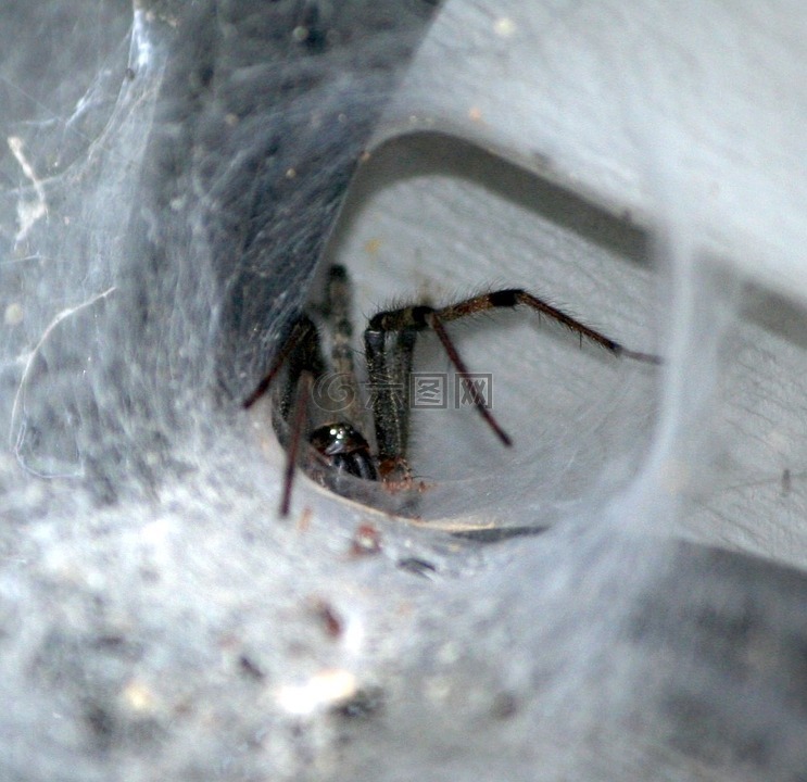 布朗漏斗蜘蛛,隧道 web,捕食者