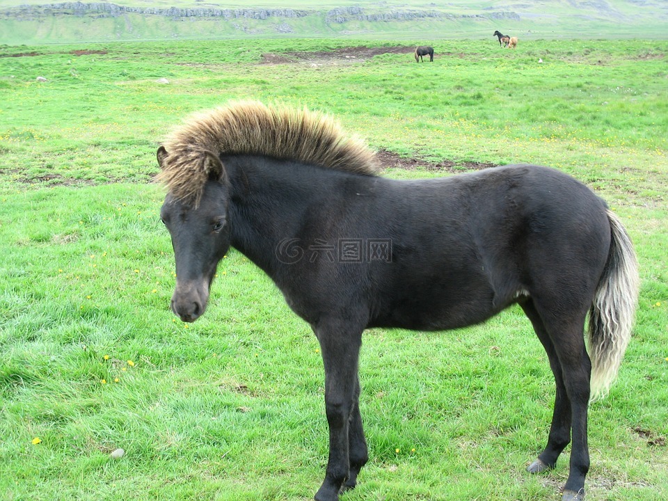 冰岛,小马,马