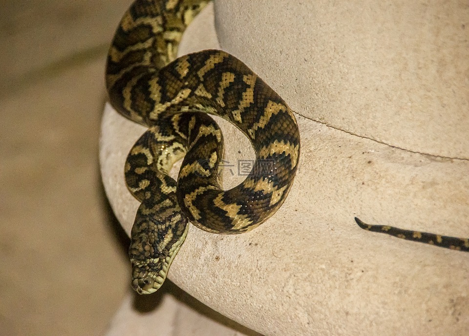 地毯蟒,蟒蛇,澳大利亚