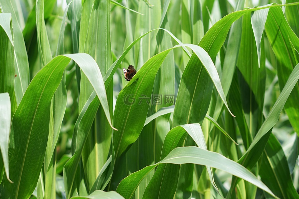 麦田,玉米,玉米种植