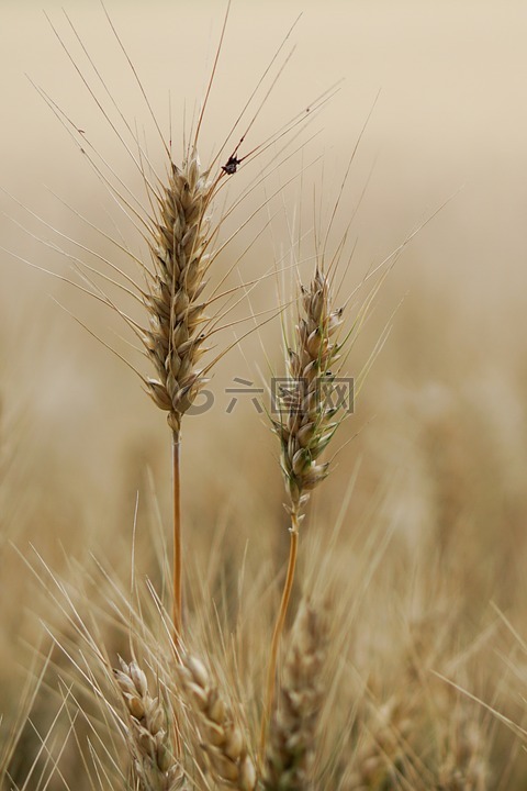 麦田,小麦,小麦种植
