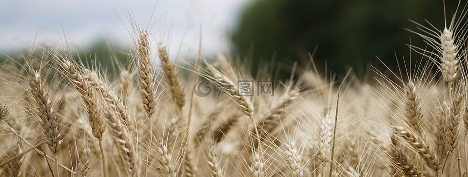 麦田,小麦,小麦种植