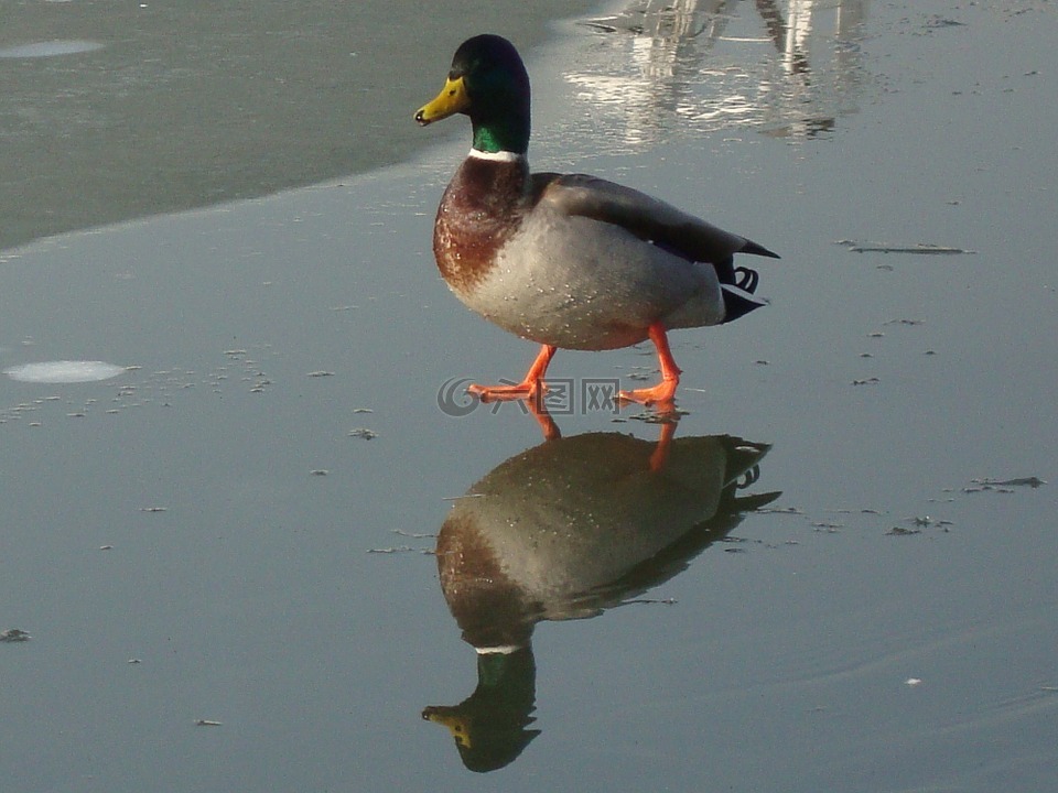 鸭,水的鸟,冬季