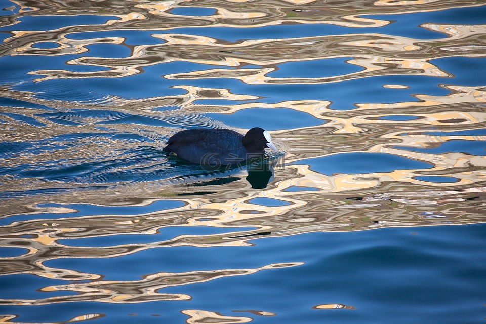 笨人,动物,水禽