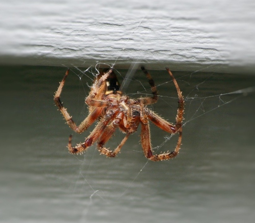 棕色的房子蜘蛛,web 织造,捕食者