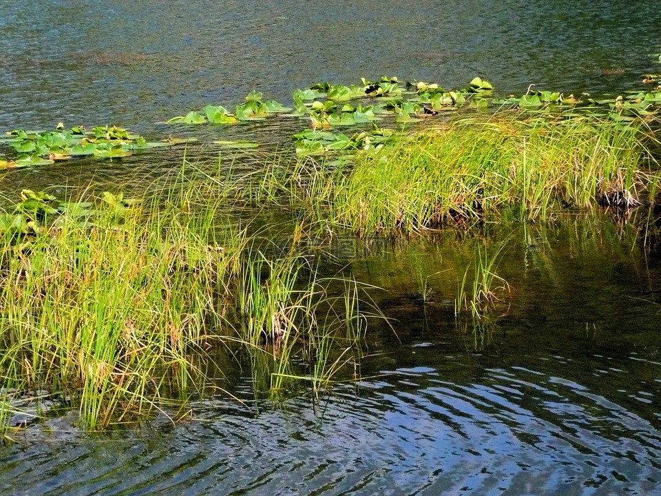 草,百合,水