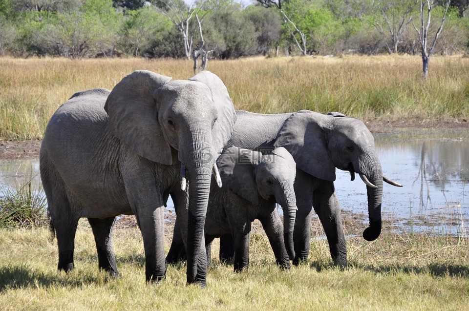 大象,非洲,奥卡万戈三角洲