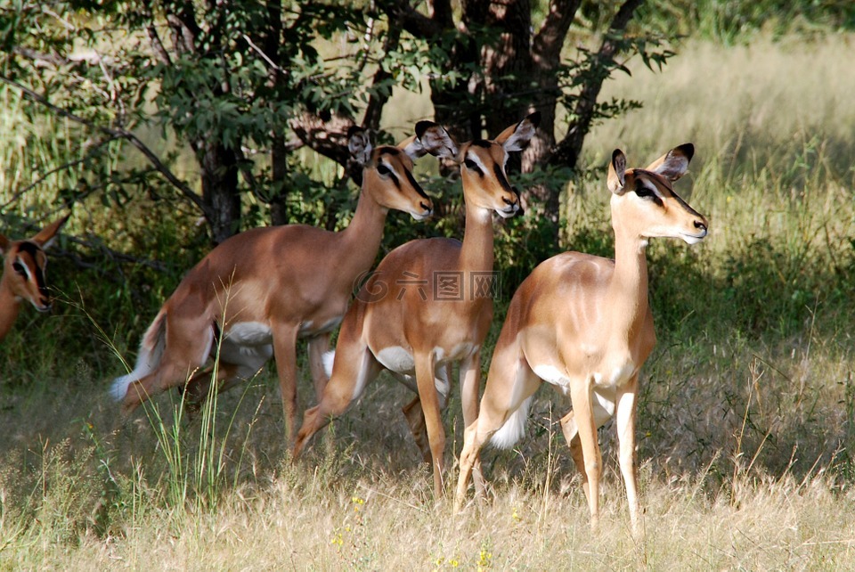 动物,黑斑羚,非洲