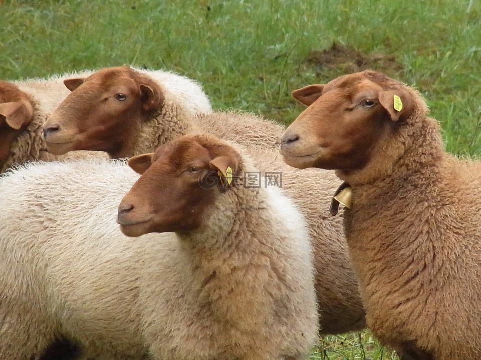 羊,动物,牧场
