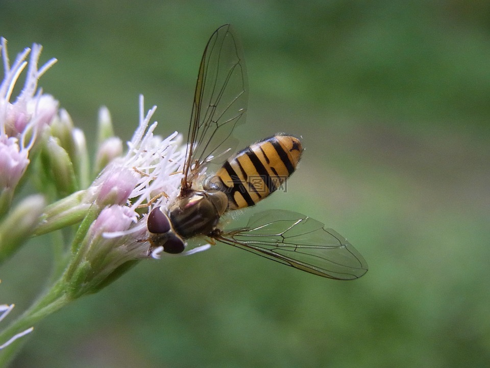 常见的 winterschwebfliege,黑带食蚜蝇,昆虫