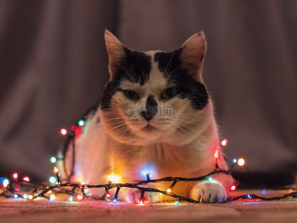 猫,花环,圣诞节