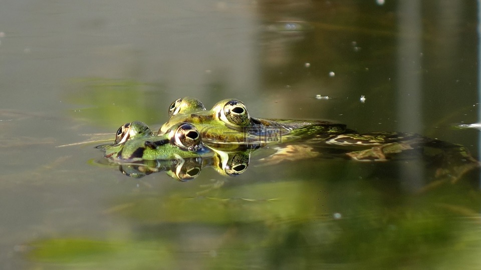 青蛙,伴侣,传播