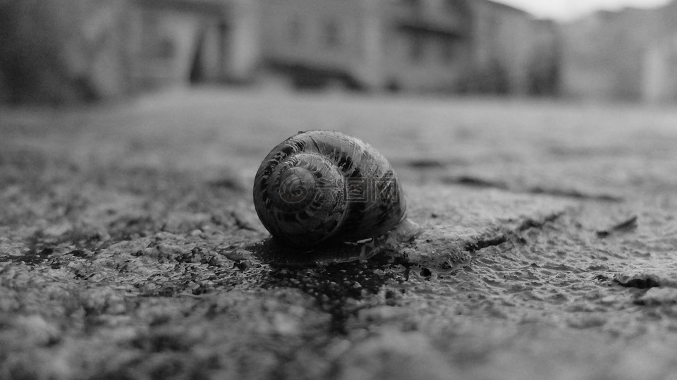 蜗牛,博尔戈,地板