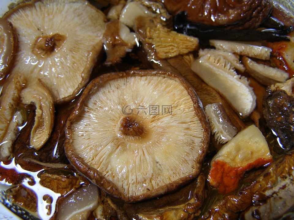 蘑菇,香菇,重组