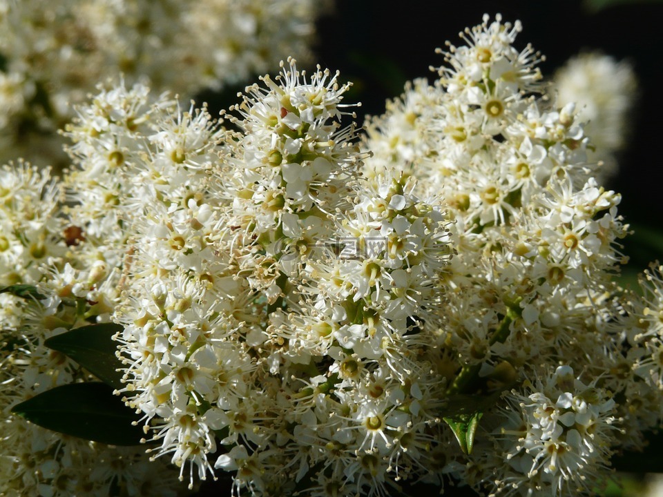 杏 laurocerasus,布什,开花