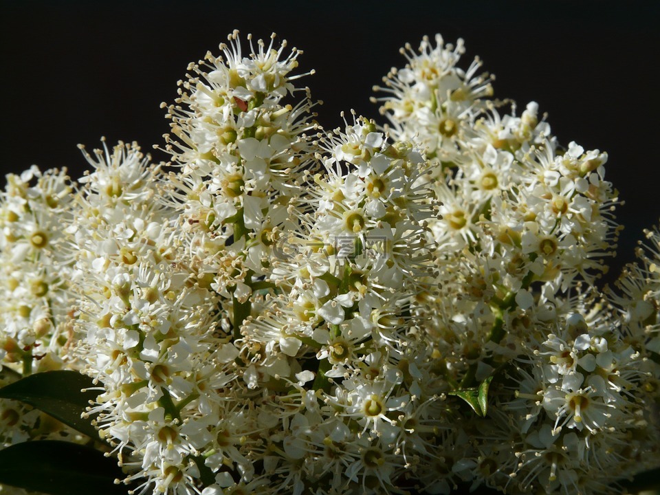杏 laurocerasus,布什,开花