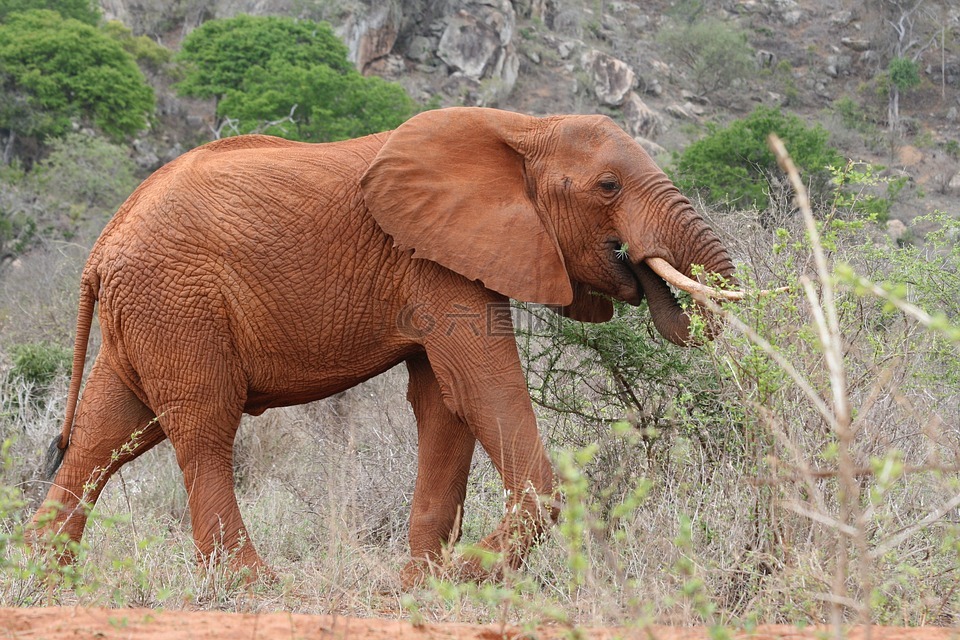 象,肯尼亚,食品