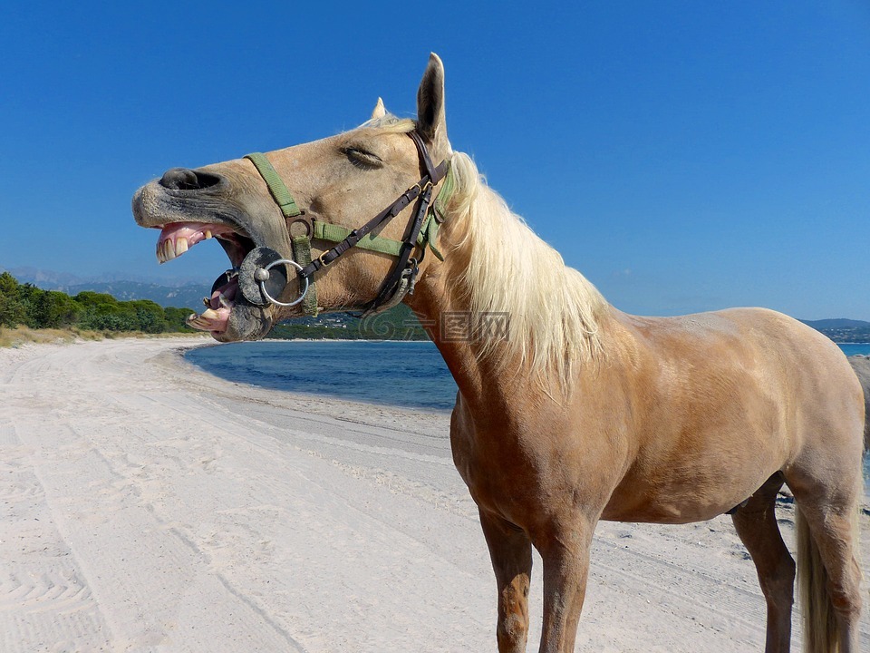 马,海滩,笑