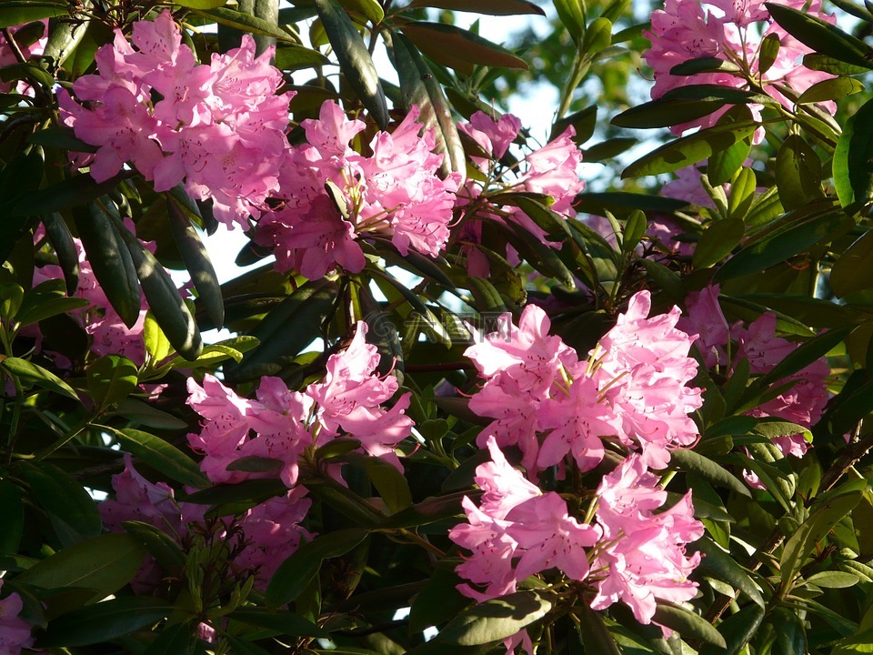 杜鹃花,杜鹃,鲜花