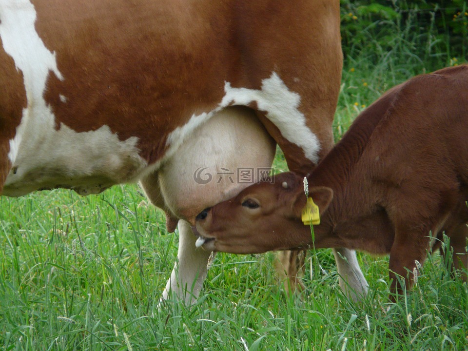 牛,乳房,哺乳