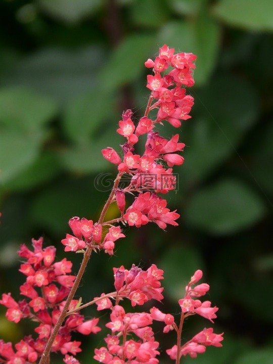 珊瑚的钟声,花序,花