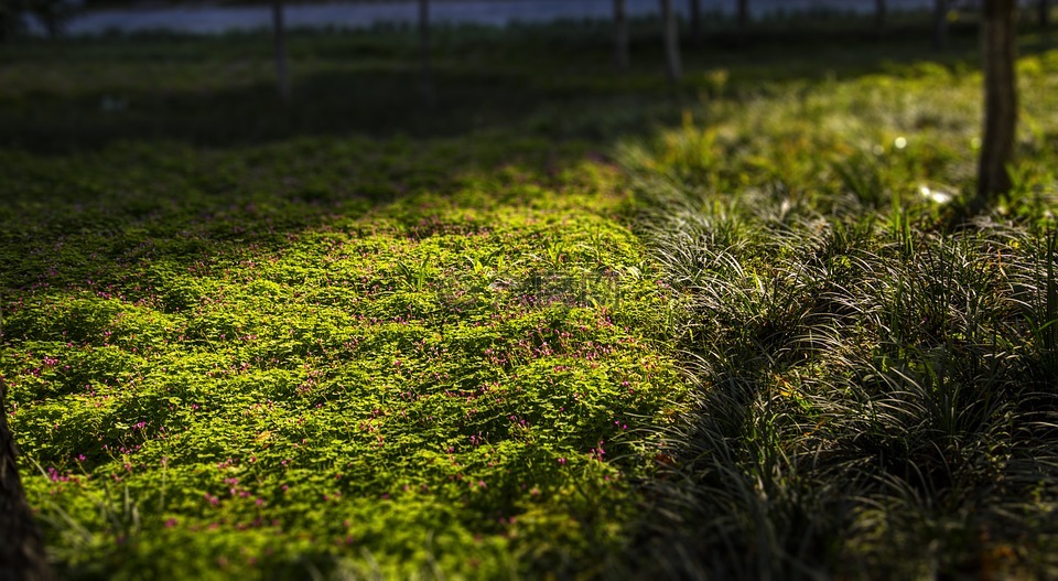 草地,午后,绿化带