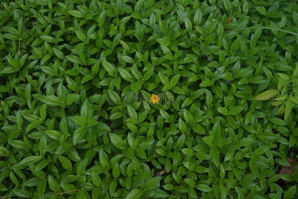 绿色,叶子,单黄色花
