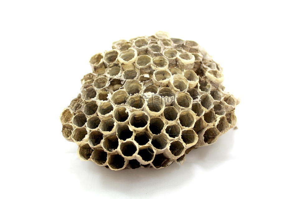 蜜蜂,配置单元,蜂蜜