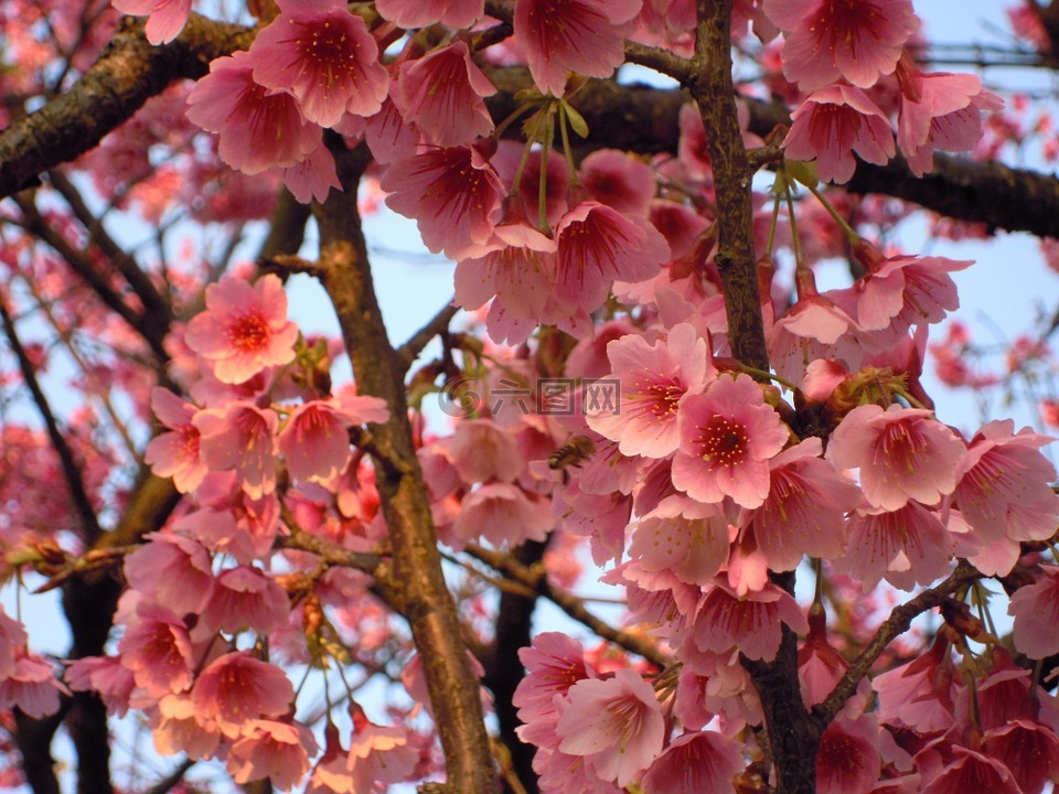 prunus,陽明山,櫻花