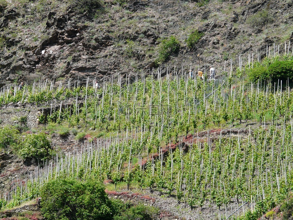 葡萄园,陡峭的斜坡,葡萄种植