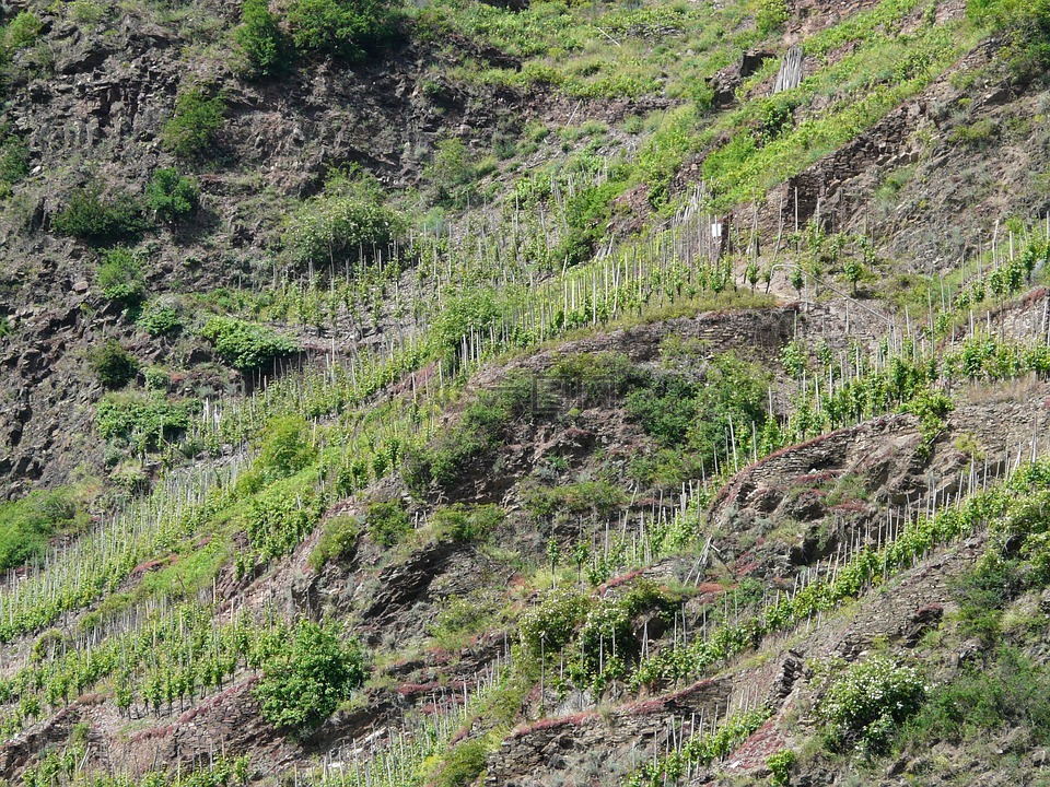 葡萄园,陡峭的斜坡,葡萄种植