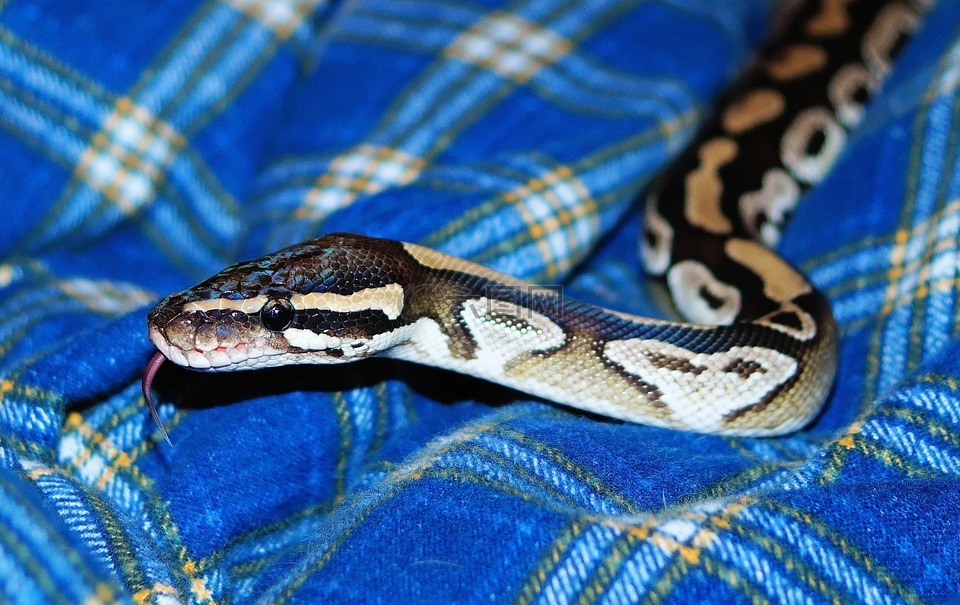 莫哈韦沙漠 python,蛇,python