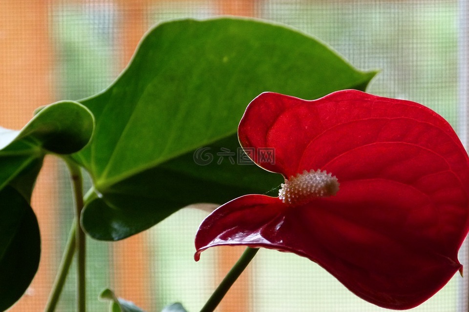 马蹄莲,开花,新鲜