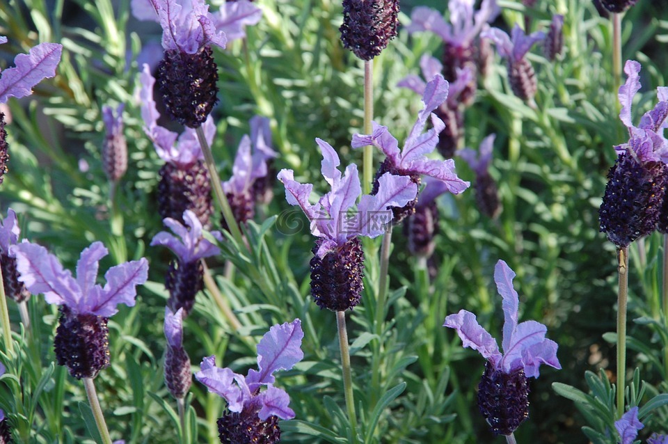 薰衣草,植物,紫色