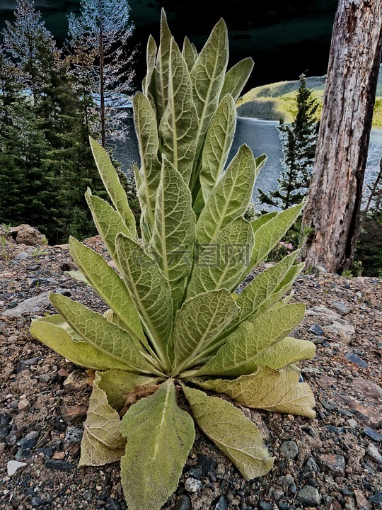 自然,效果,花的