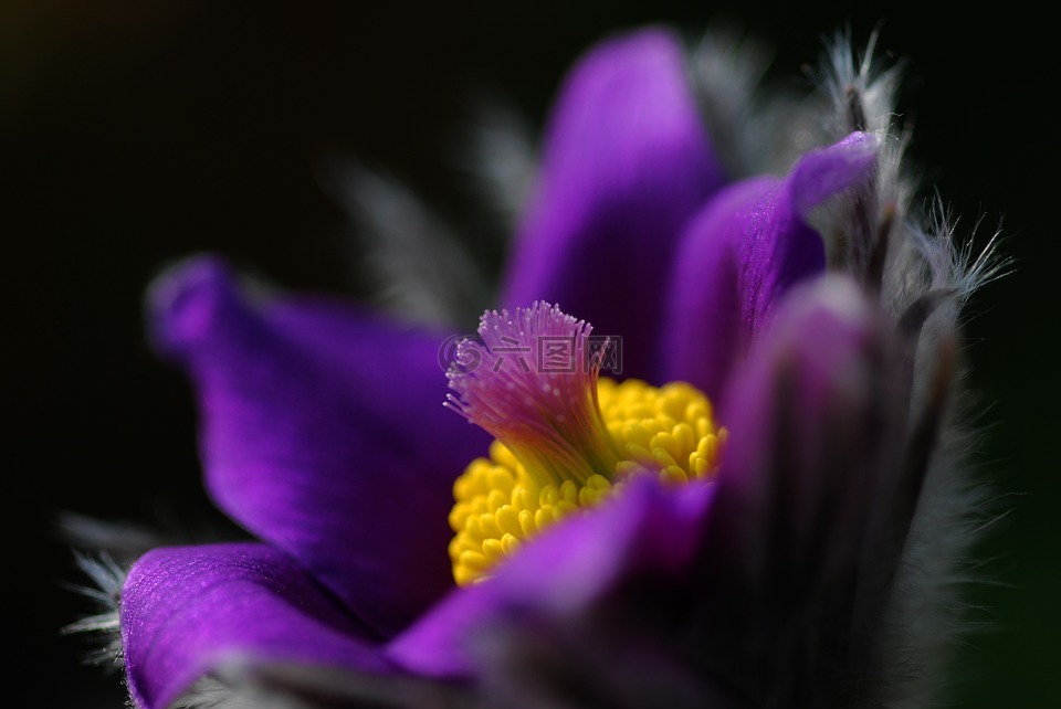 白头翁,性质,花