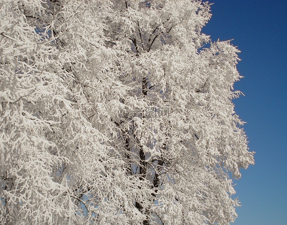 雪,树,白