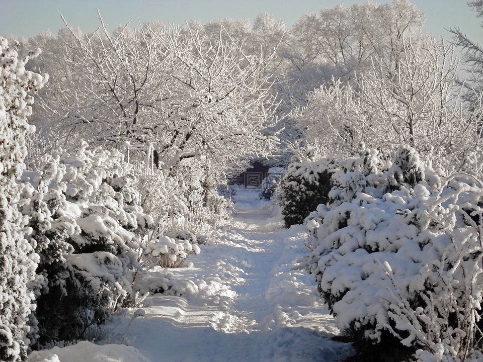 冬天,雪,花园