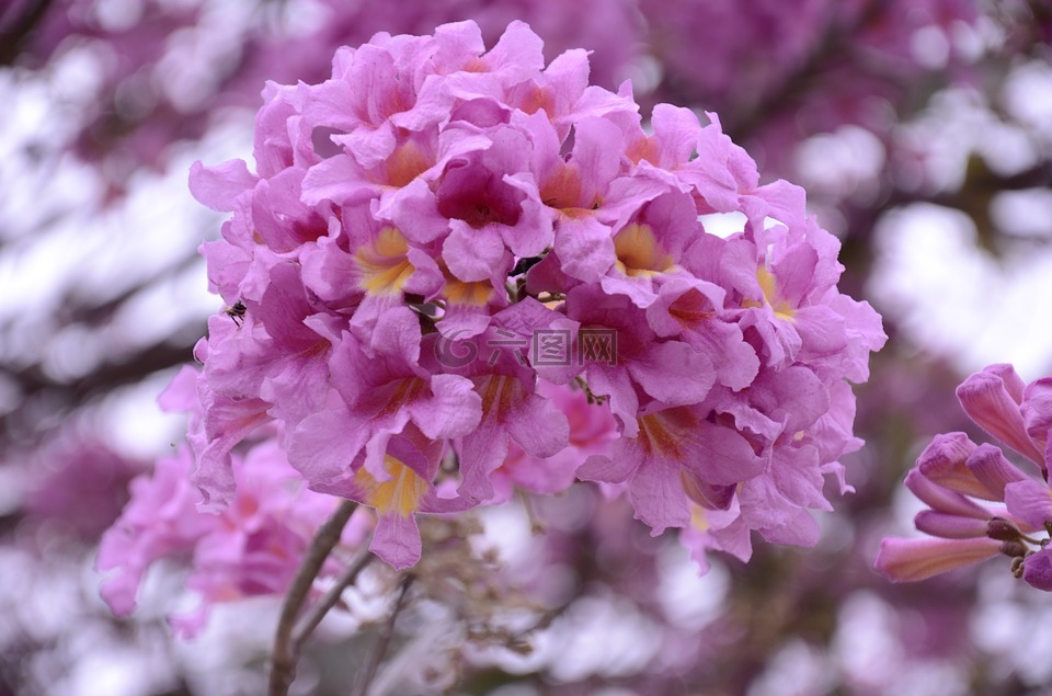 鲜花,ipê,紫色