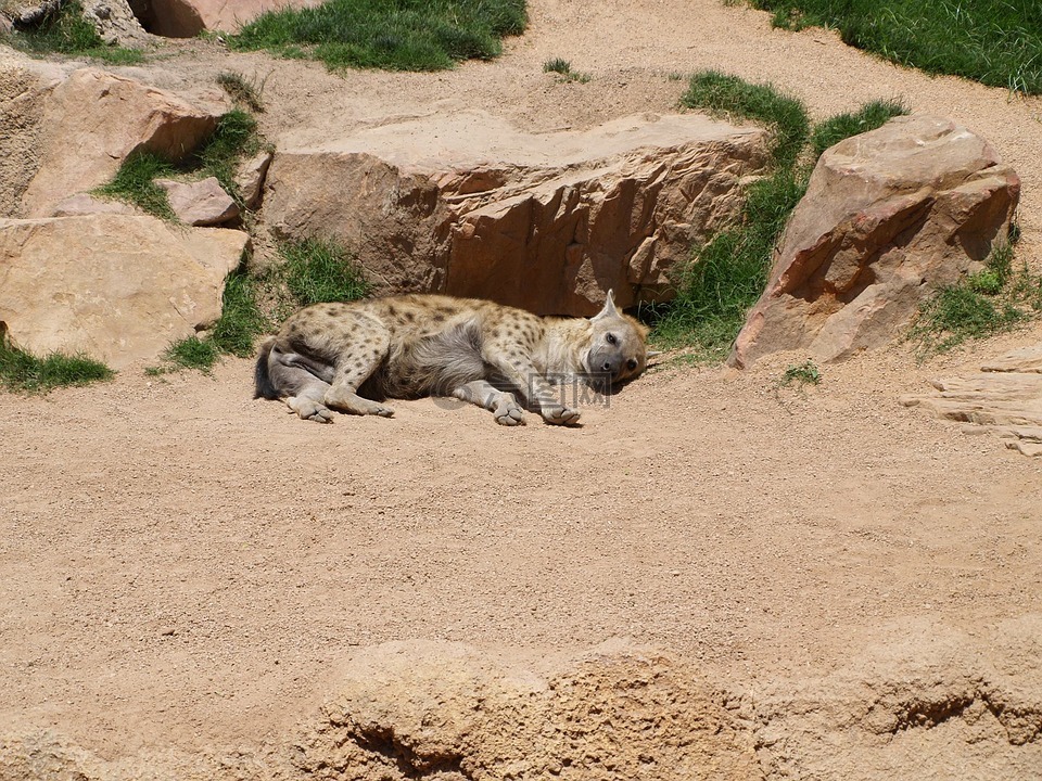 鬣狗,野生动物园,柏奥帕克