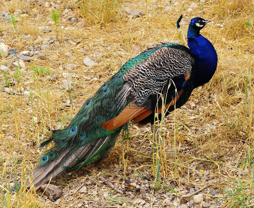 孔雀,鸟,动物